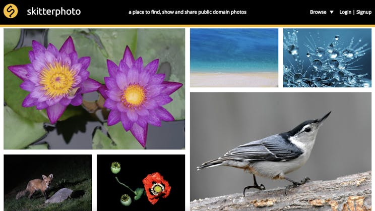 skitter stock photo website
